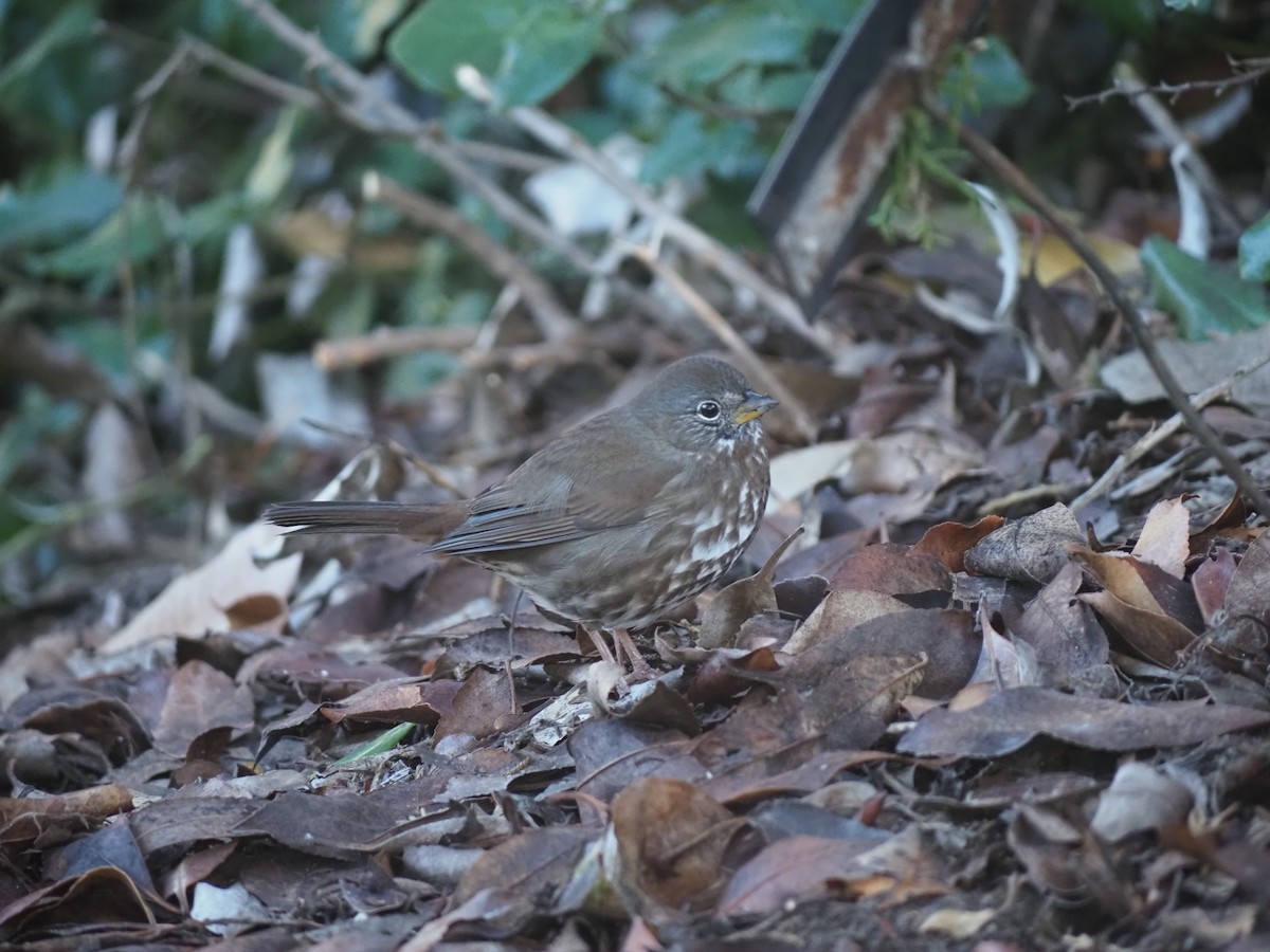 strnadec kaštanový - ML646752966