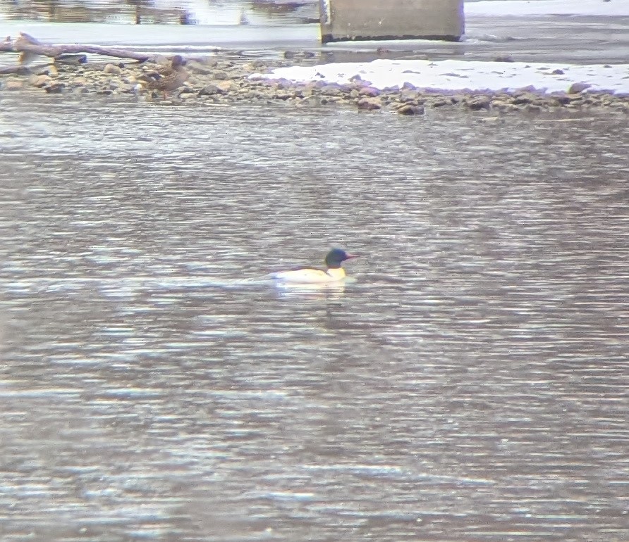 Хумхин бохио - ML646752967