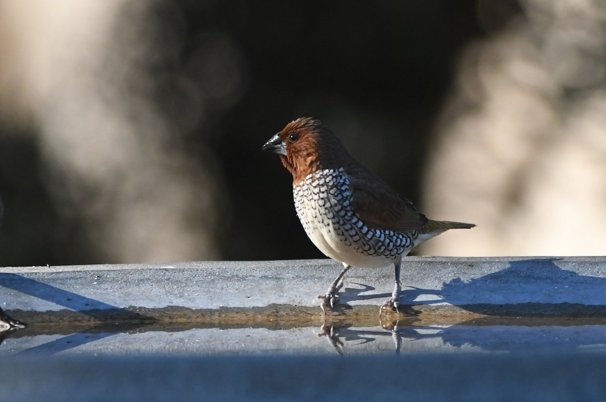 Мунія іржаста - ML646752969