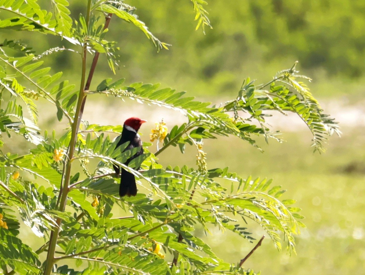 Yellow-billed Cardinal - ML646752970