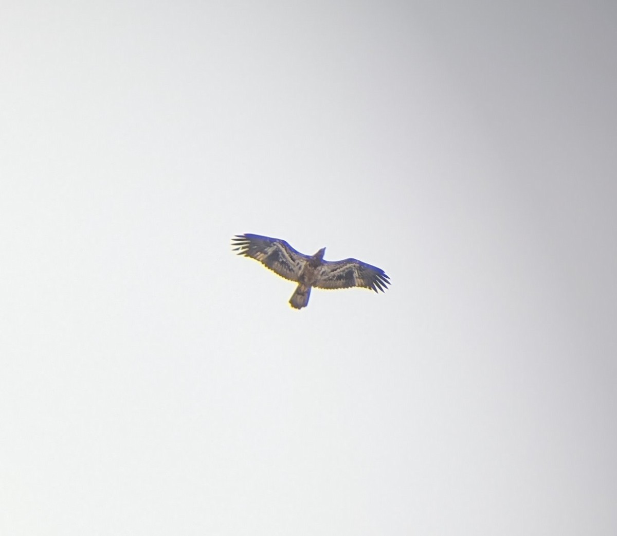 Bald Eagle - ML646752971