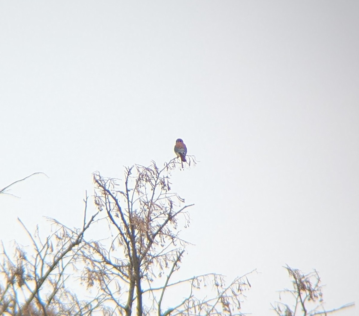 American Kestrel - ML646752972