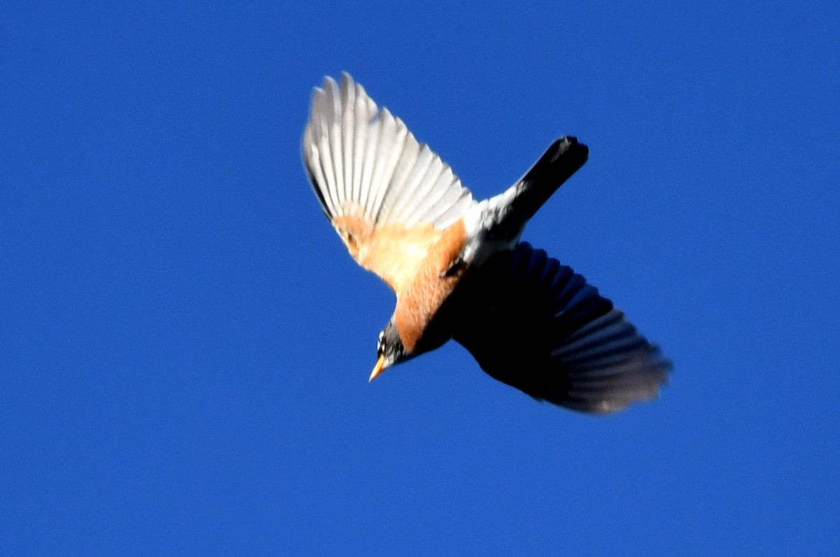 Дрізд мандрівний - ML646752973