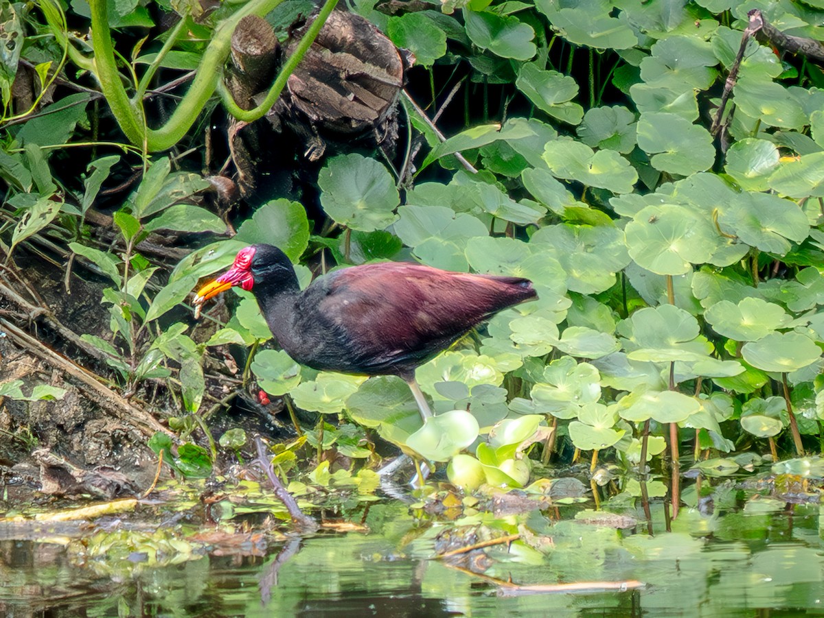 Wattled Jacana - ML646752977