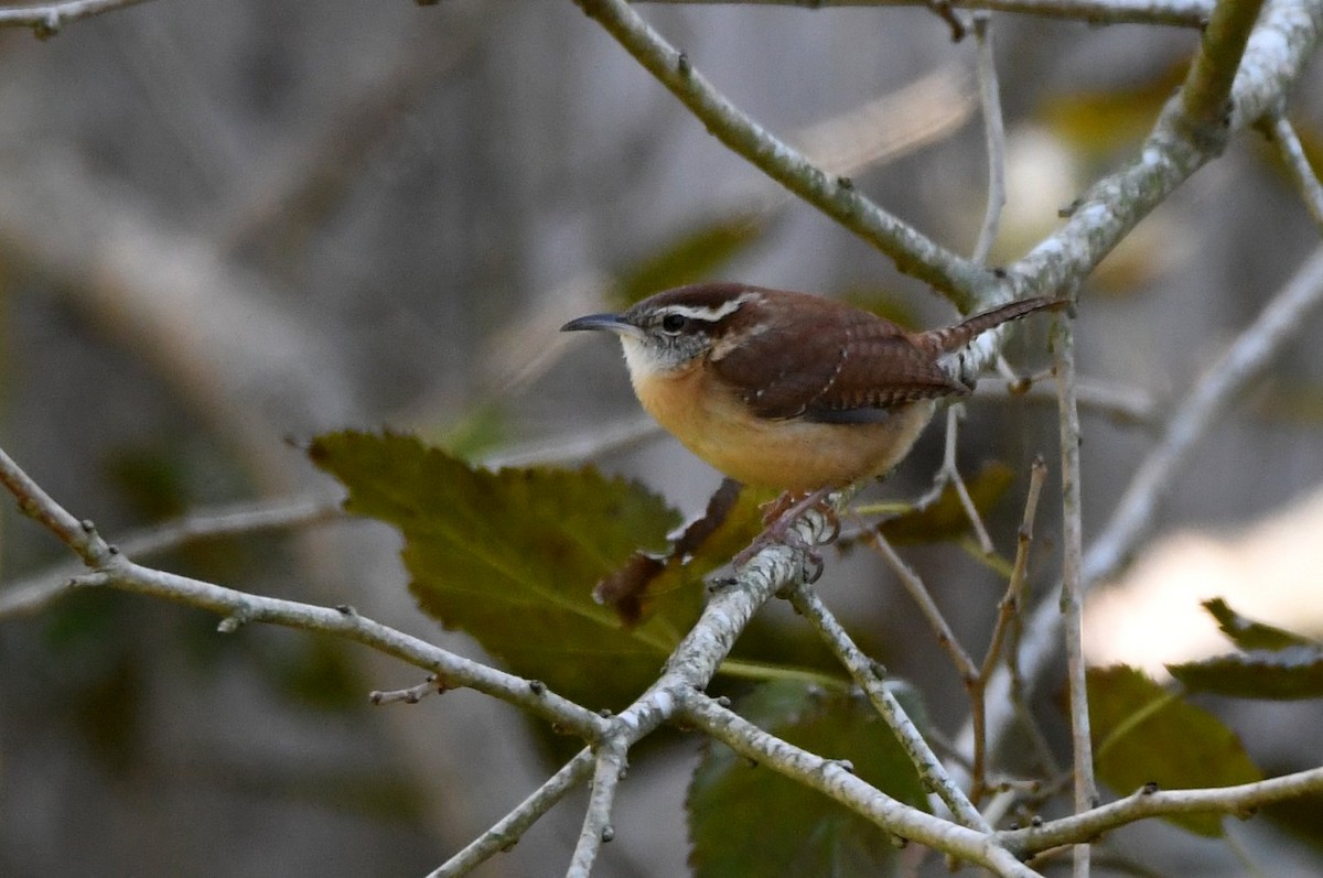 Поплітник каролінський - ML646752978