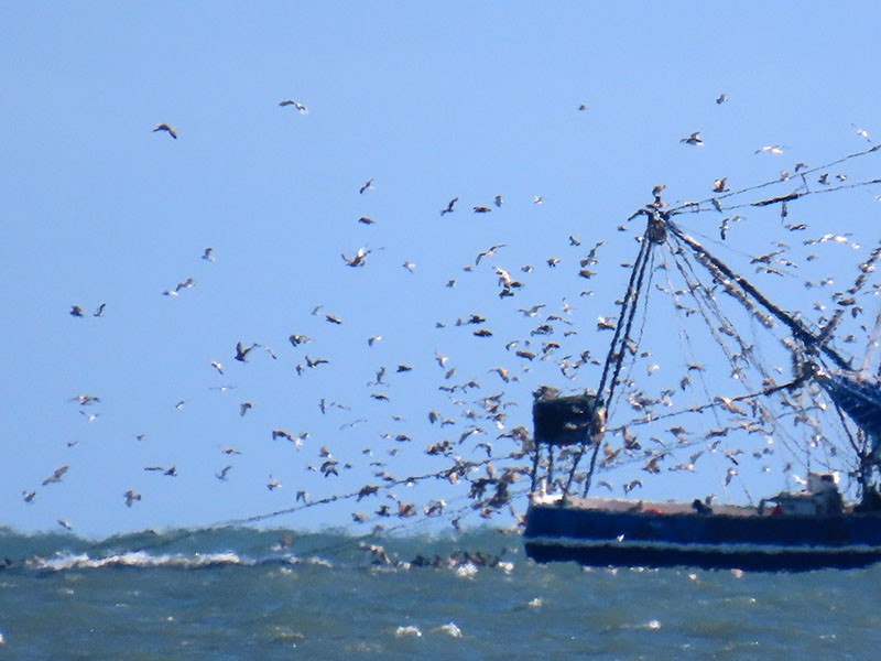 Möwe, unbestimmt - ML646752982