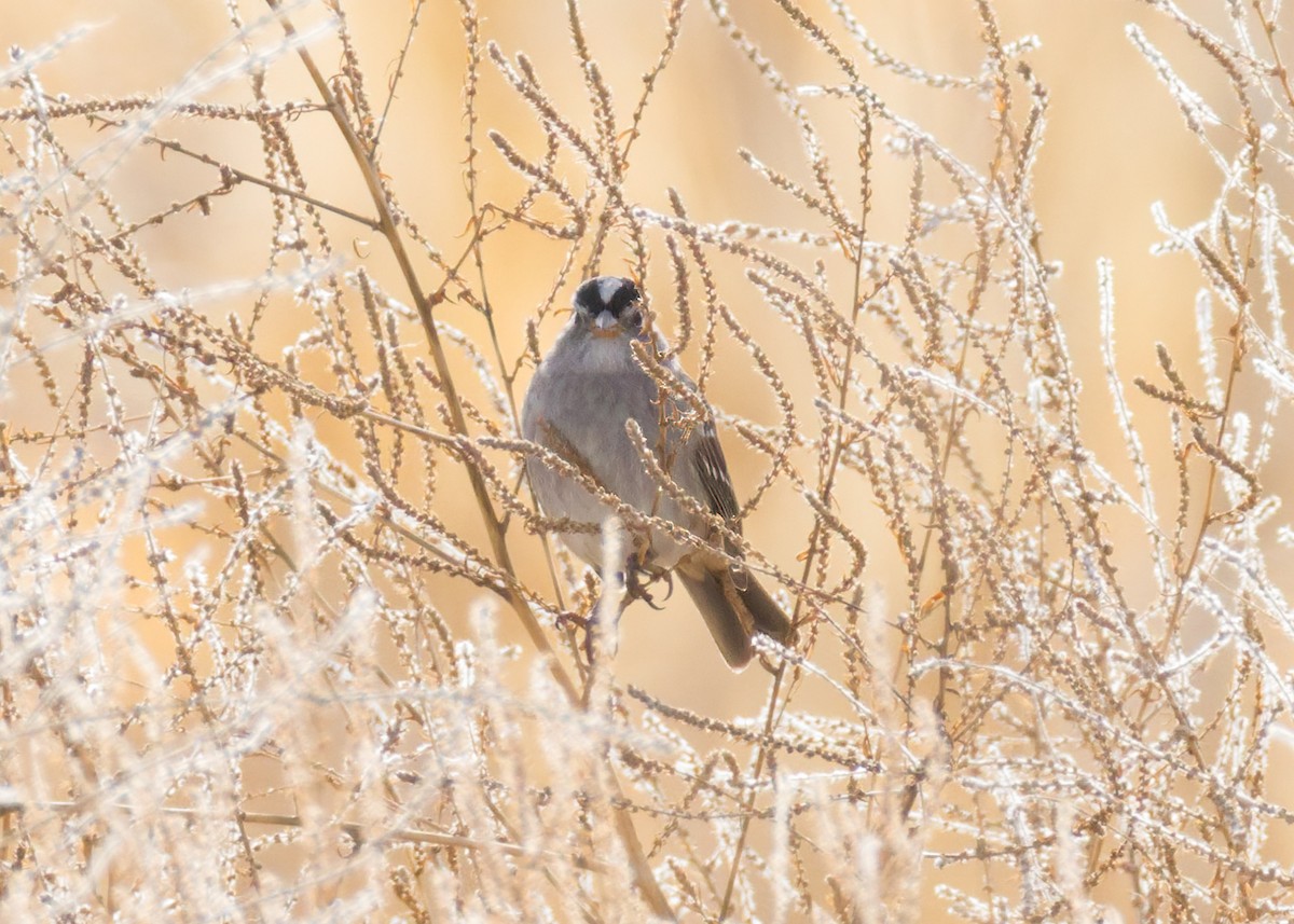 Dachsammer - ML646752984