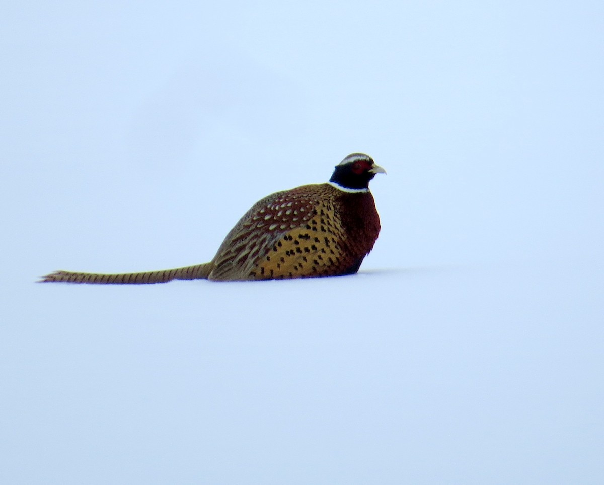 Фазан - ML646752985