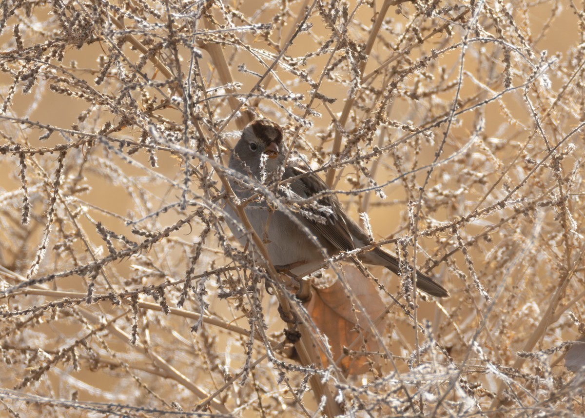 Dachsammer - ML646752986