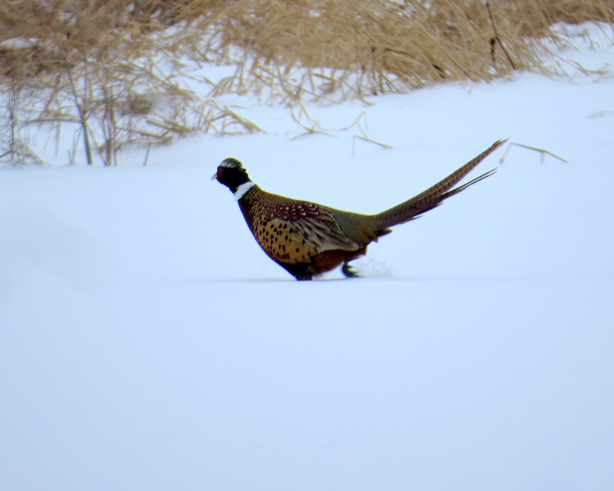 Фазан - ML646752987