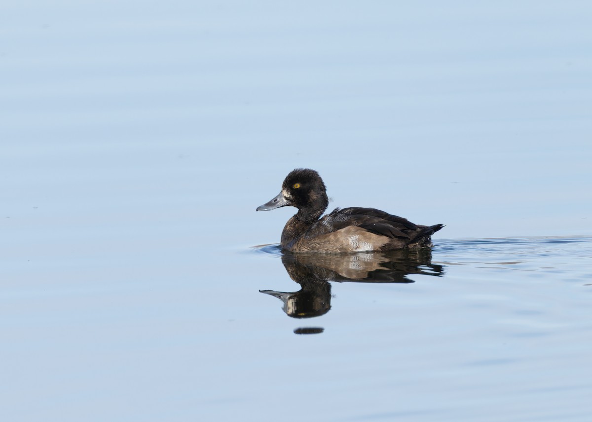 Kanadabergente - ML646752997