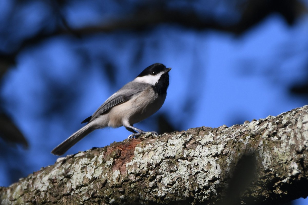 Гаїчка каролінська - ML646752998