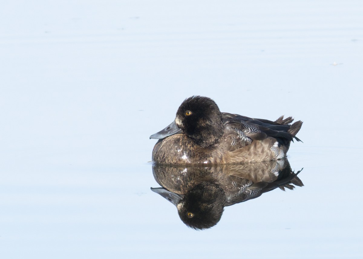 Kanadabergente - ML646752999