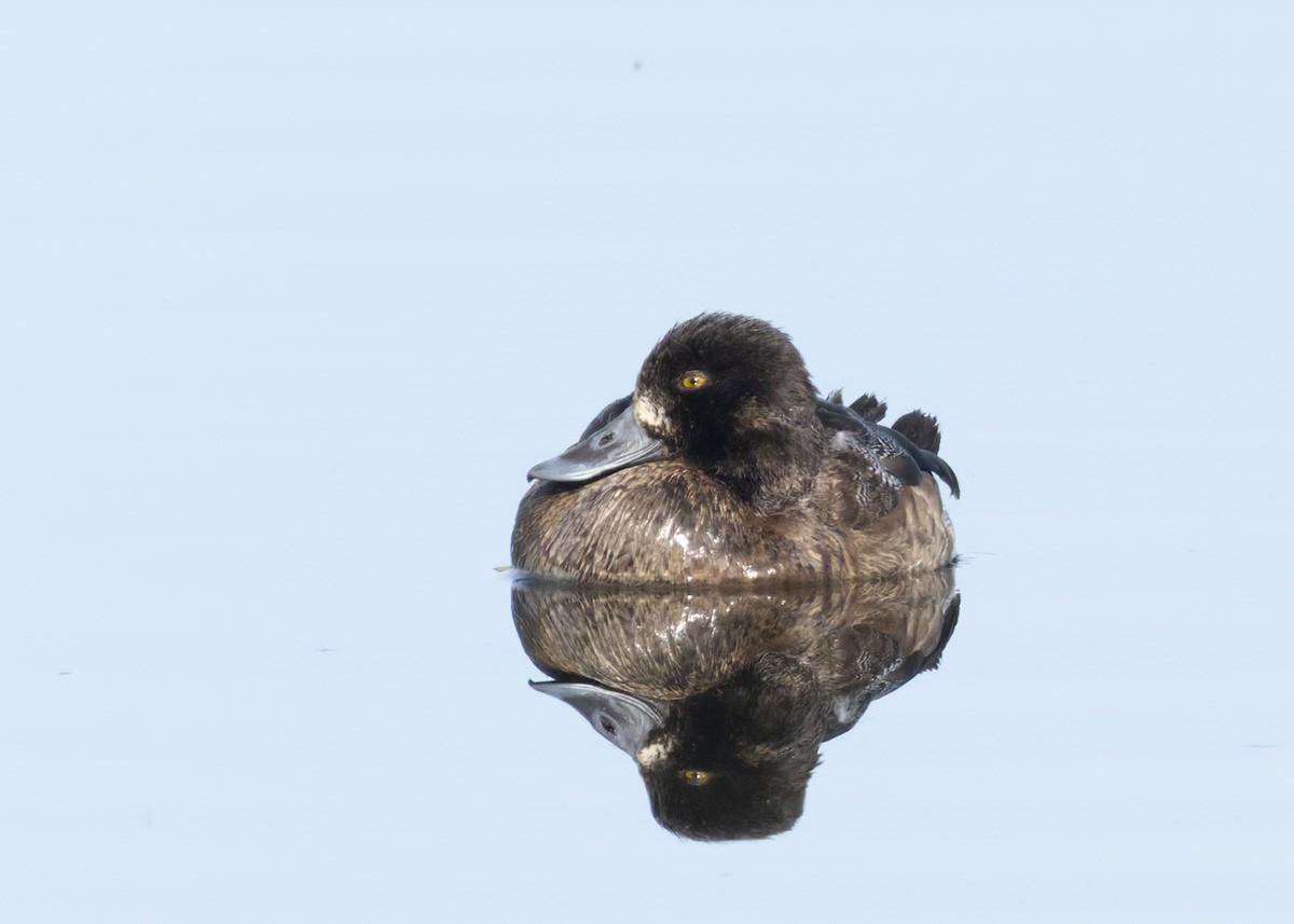 Kanadabergente - ML646753001