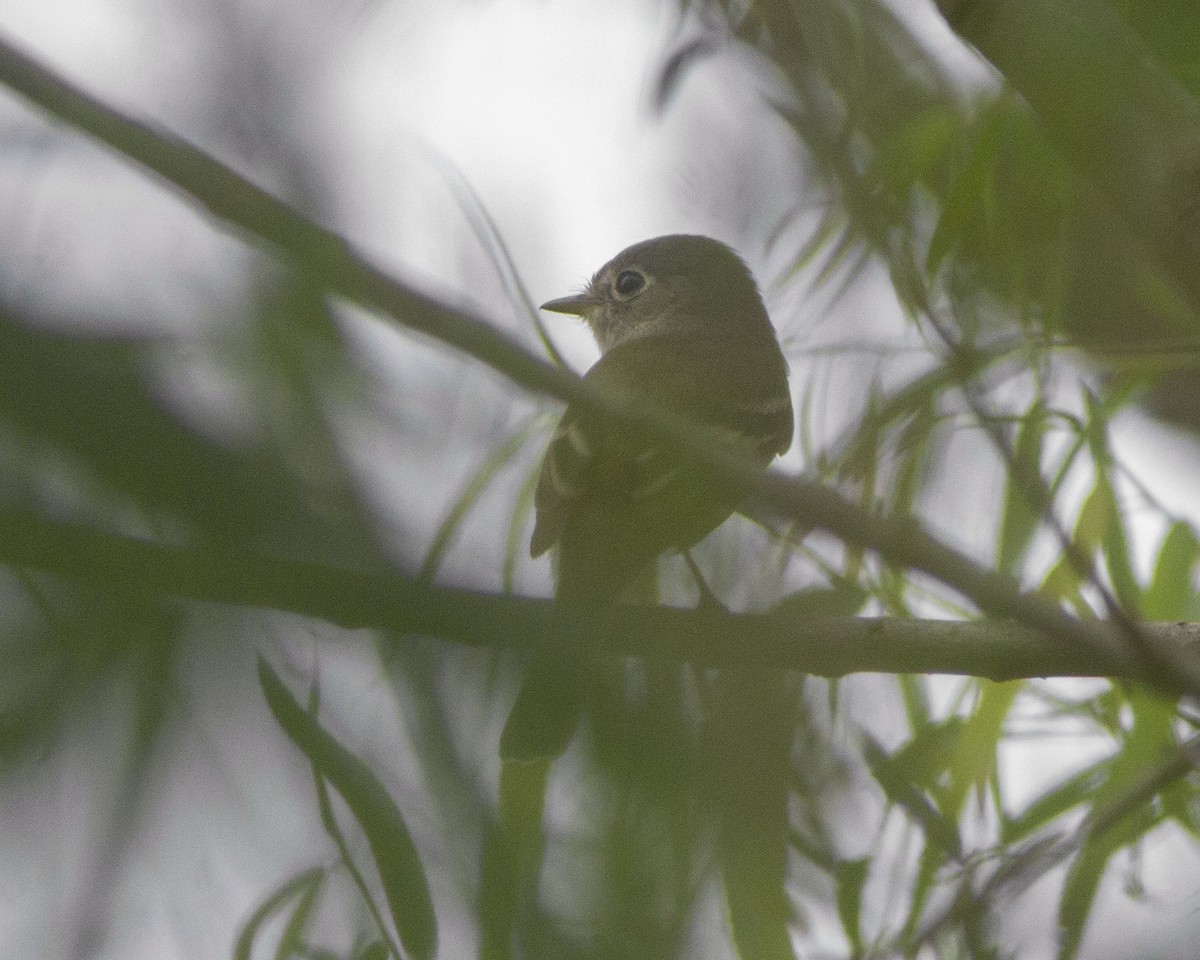 Least Flycatcher - ML646753002