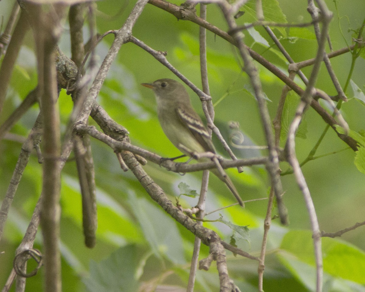 Least Flycatcher - ML646753003