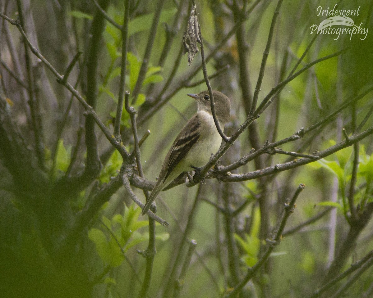 Least Flycatcher - ML646753004