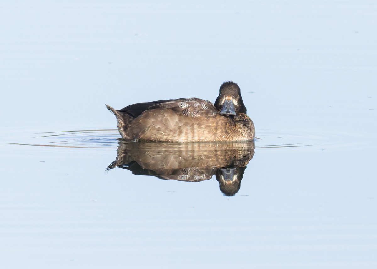 Kanadabergente - ML646753006