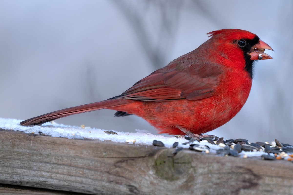 Northern Cardinal - ML646753007