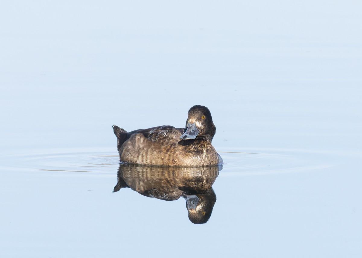 Kanadabergente - ML646753008