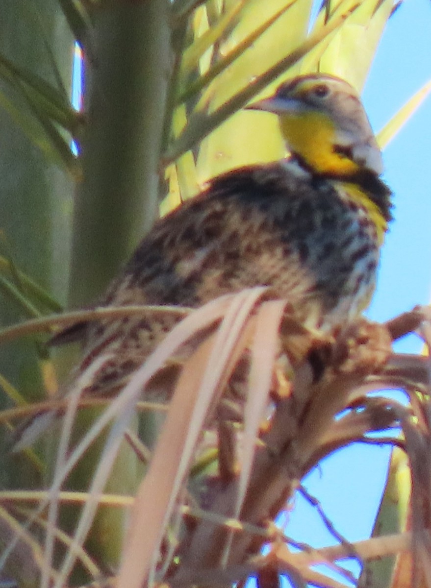 Western Meadowlark - ML646753009