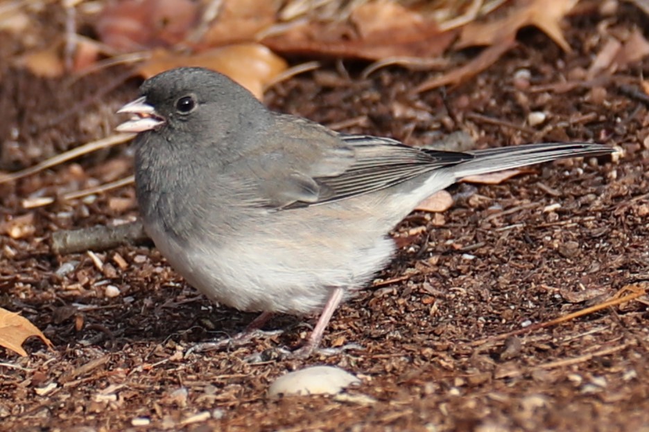 Юнко сірий - ML646753010