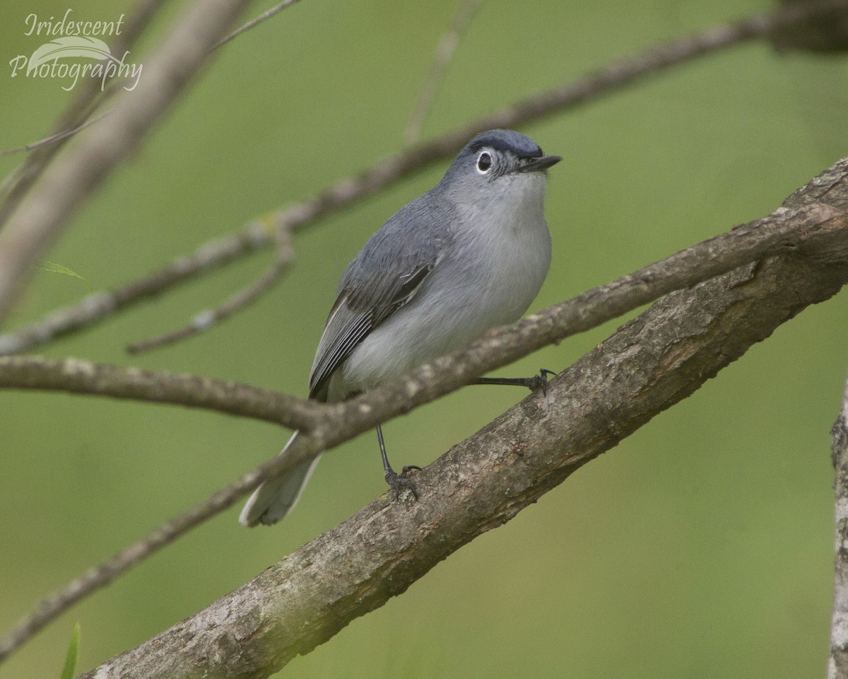 Комароловка сиза - ML646753011