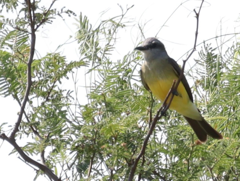 Tropical Kingbird - ML646753012