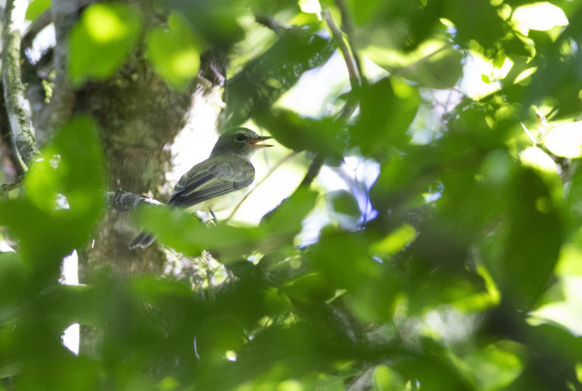 Greenish Elaenia - ML646753020