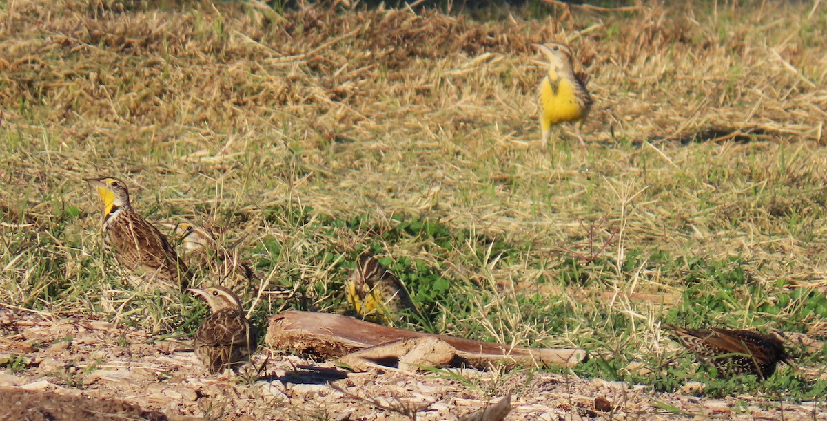 Western Meadowlark - ML646753022