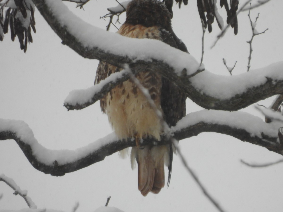 Red-tailed Hawk - ML646753023