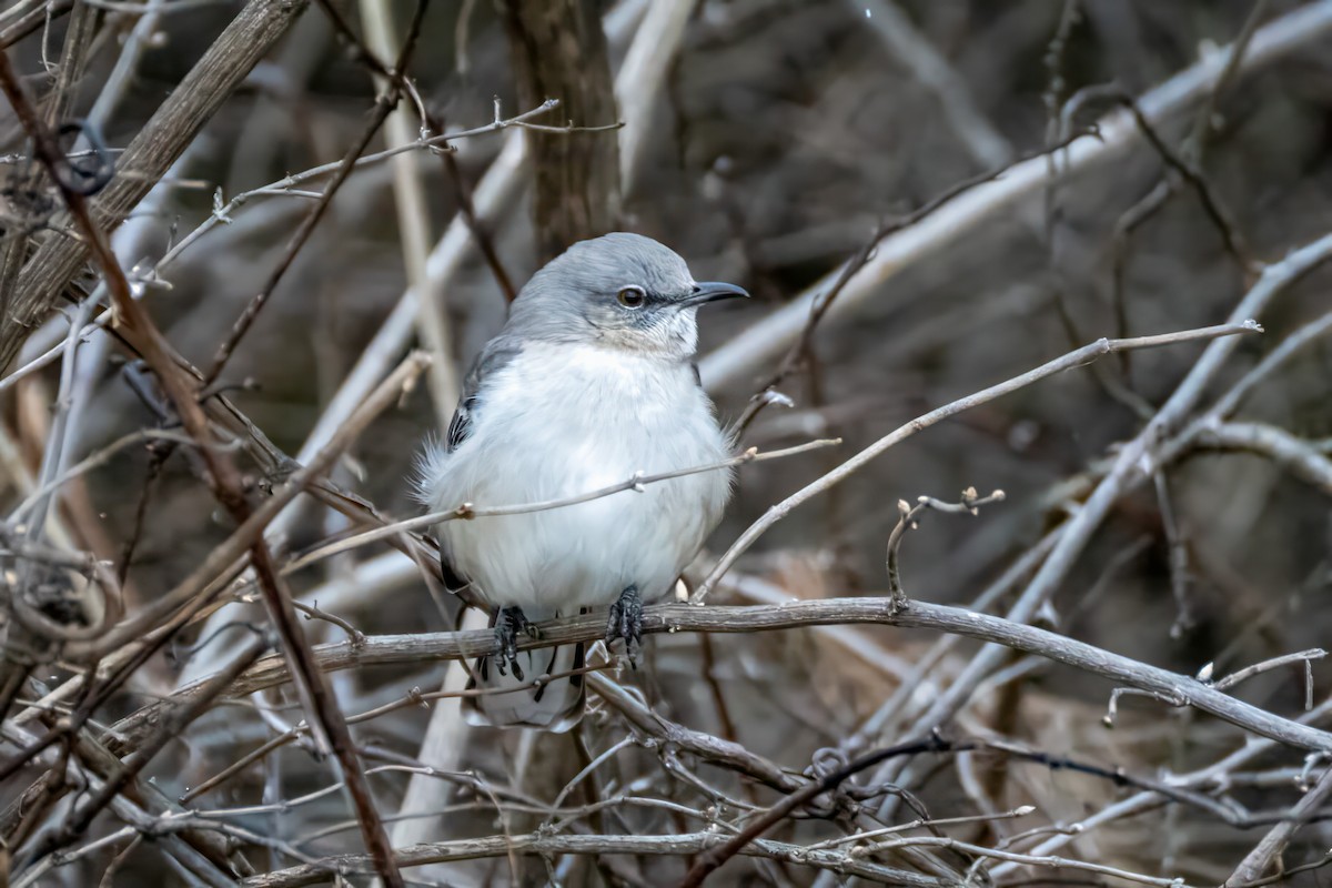 Gartenspottdrossel - ML646753026