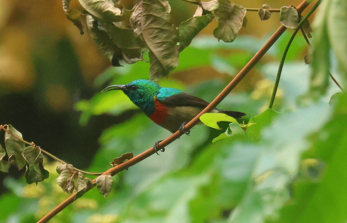 olivenbuksolfugl - ML646753027