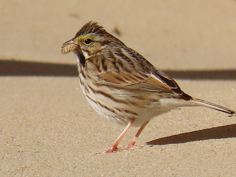 Grasammer - ML646753030