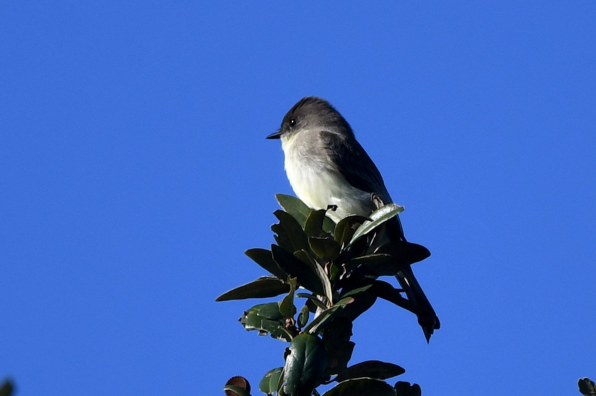 Феб буроспинний - ML646753031