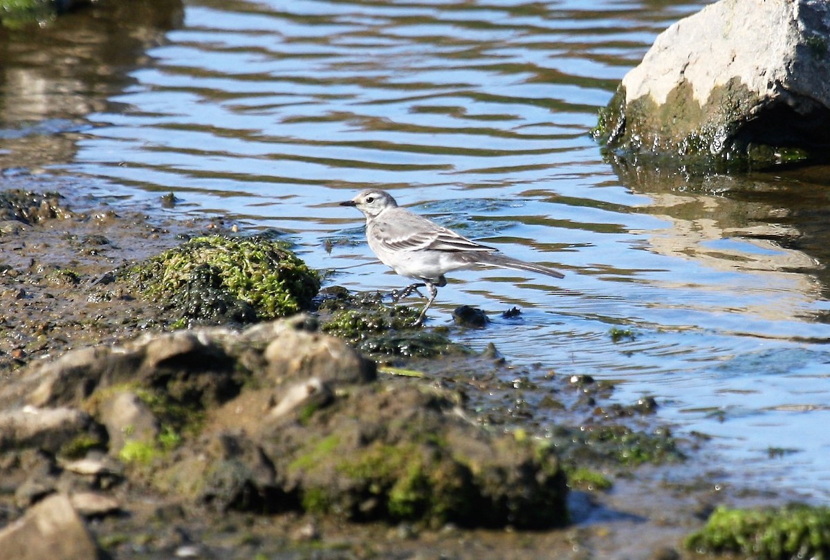 White Wagtail - ML646753032