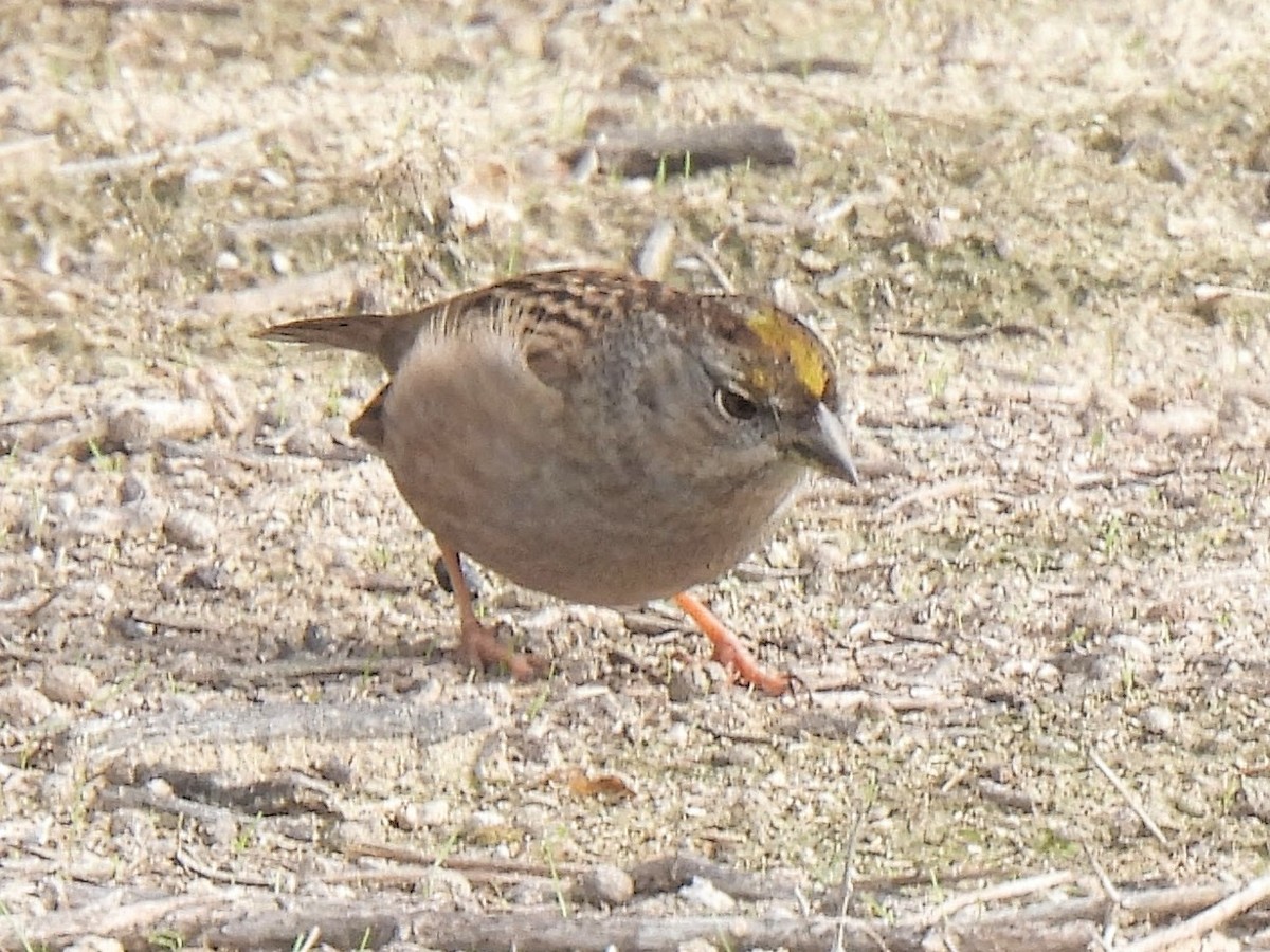 Golden-crowned Sparrow - ML646753033