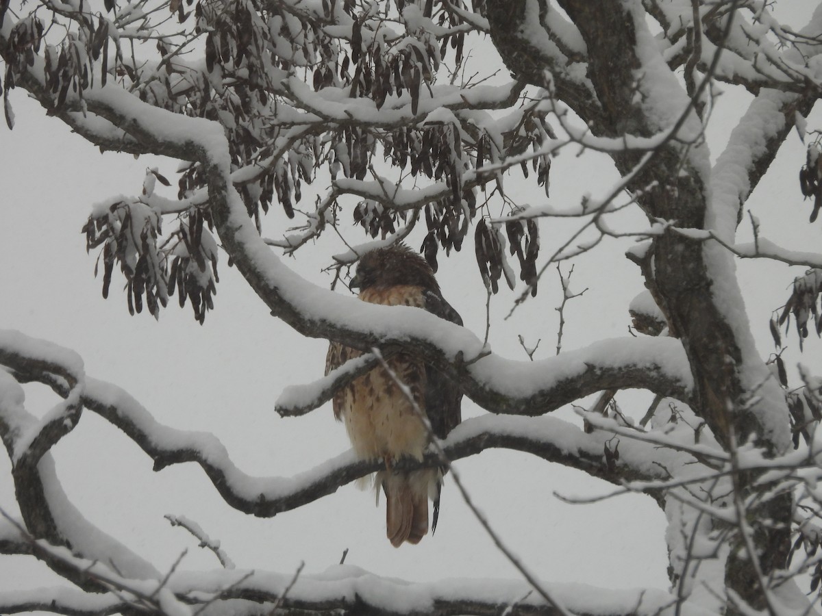 Red-tailed Hawk - ML646753034