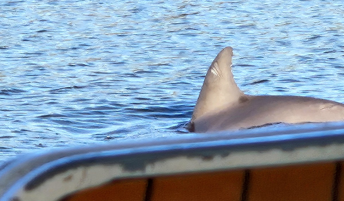 Animals - ML646753036