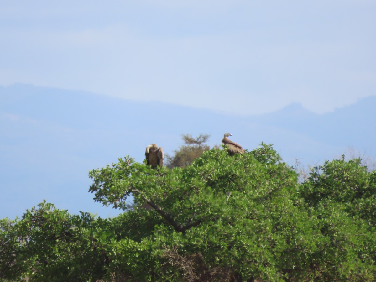 Buitre Dorsiblanco Africano - ML646753037