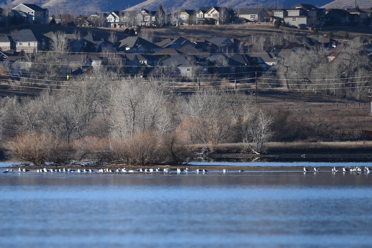 Delawareko kaioa - ML646753039