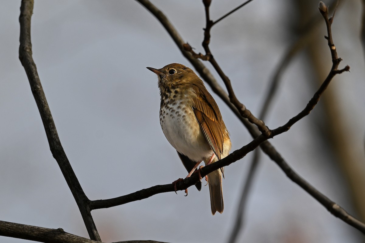 Hermit Thrush - ML646753040