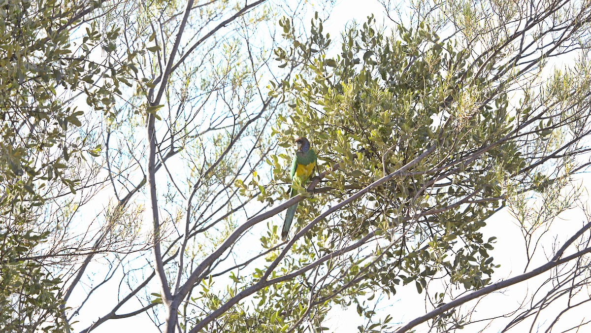 Australian Ringneck - ML646753041