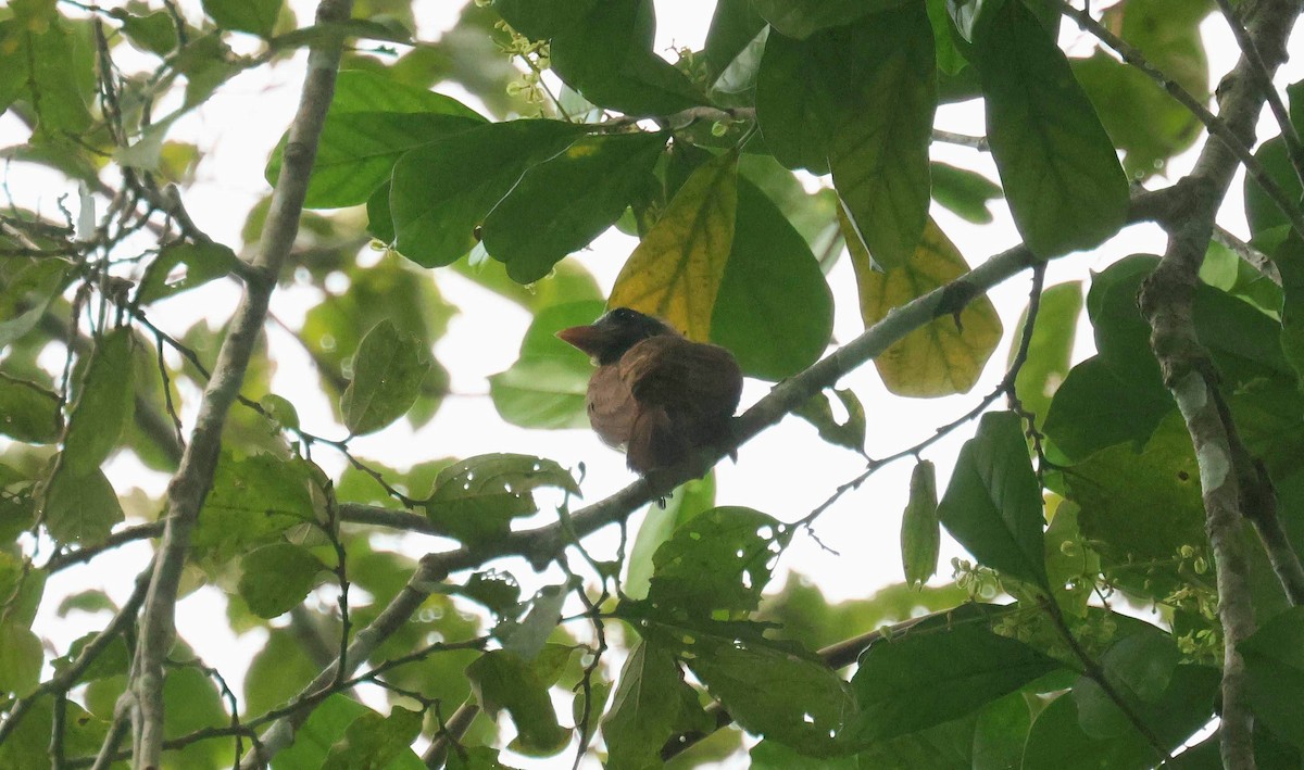 nakenhodeskjeggfugl - ML646753043