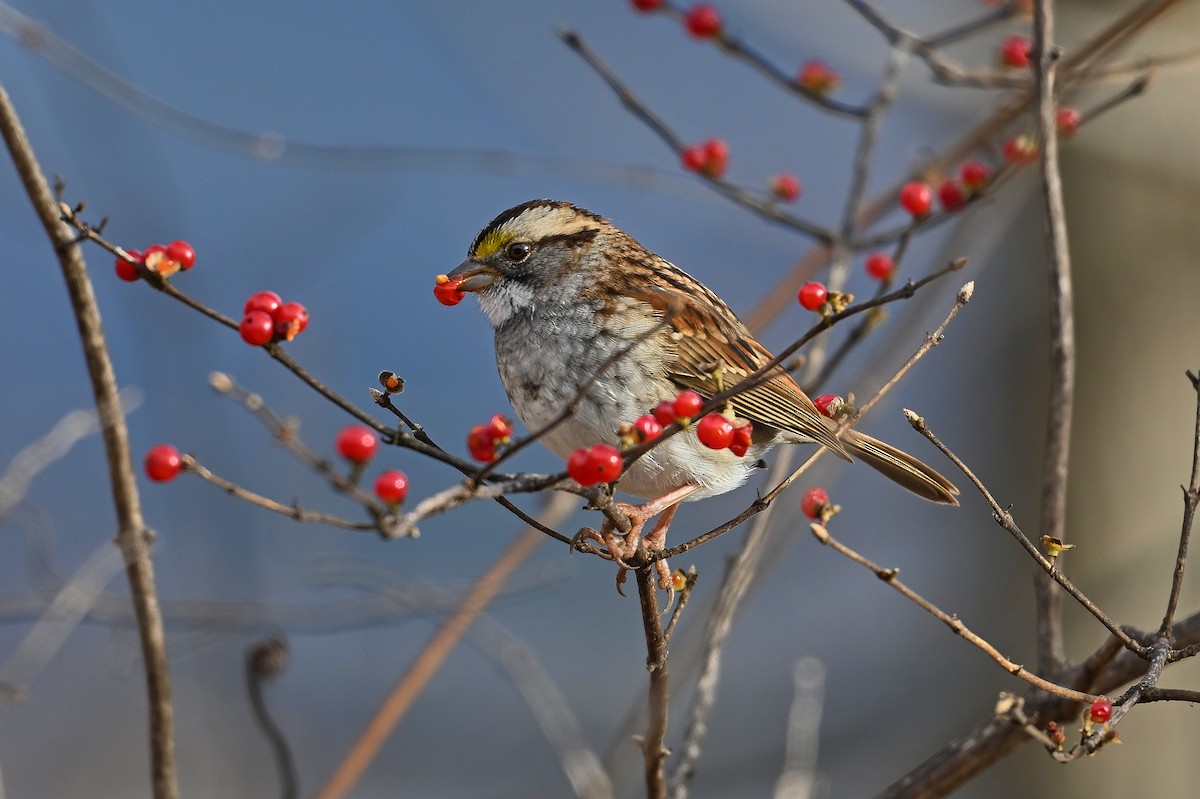 White-throated Sparrow - ML646753044