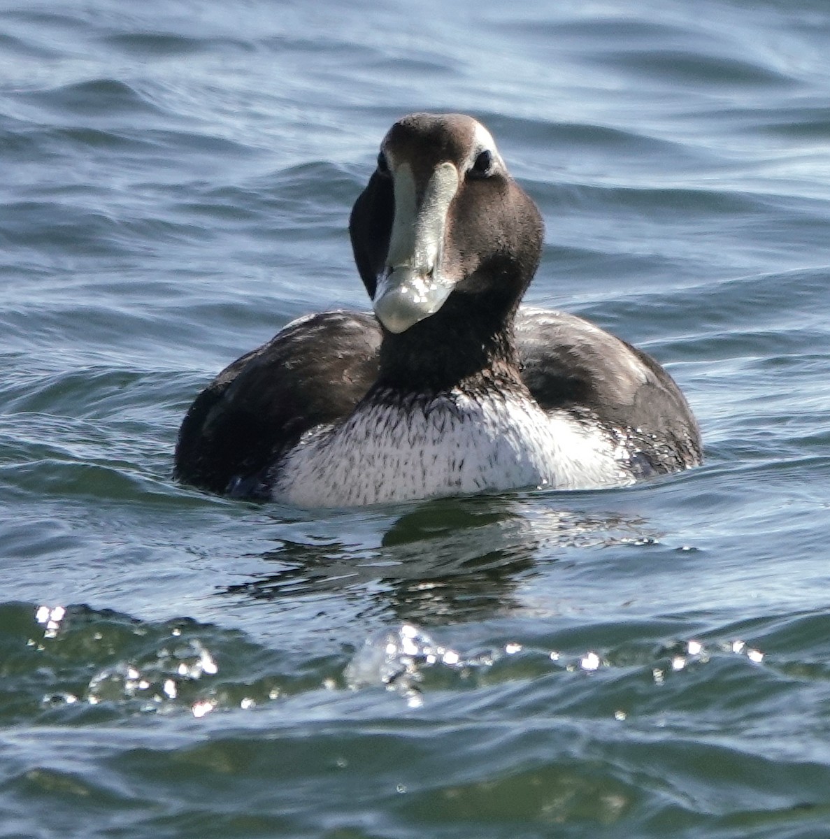 Eiderente - ML646753049