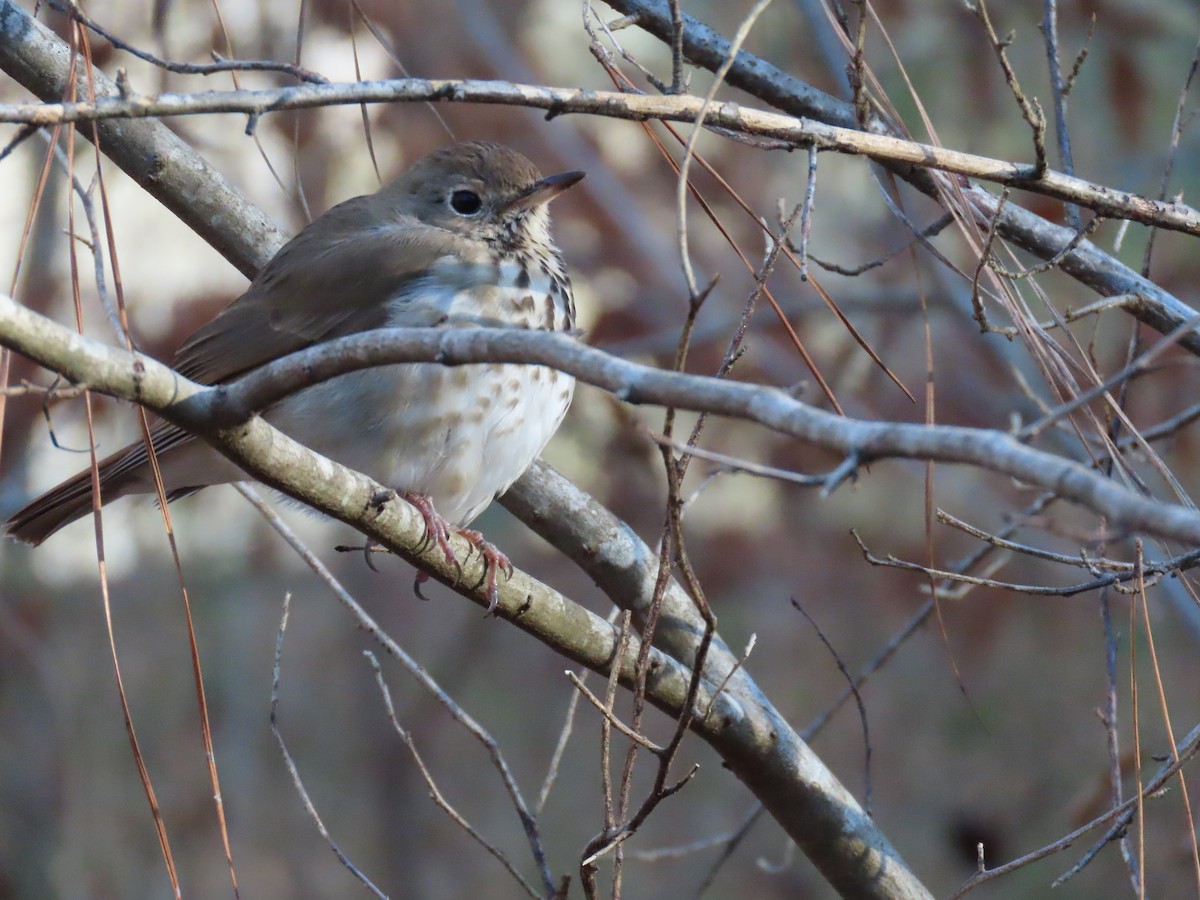 Hermit Thrush - ML646753053