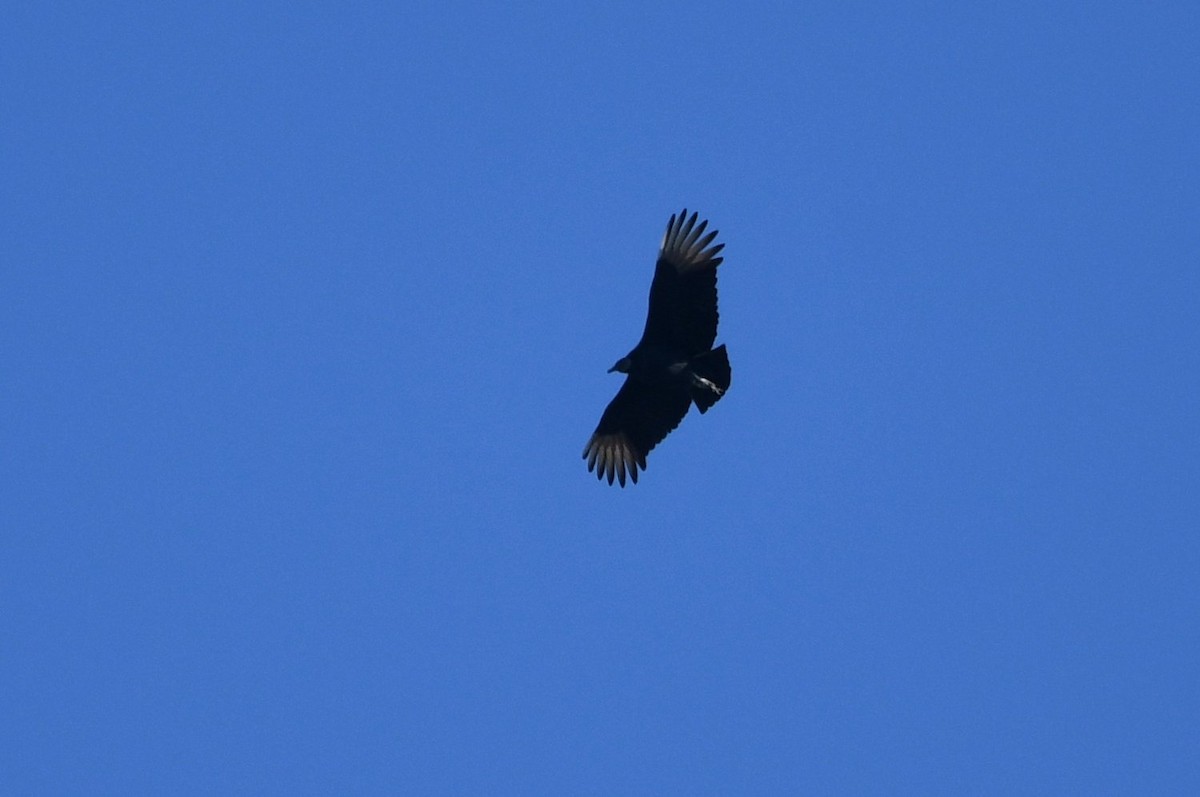 Black Vulture - ML646753056