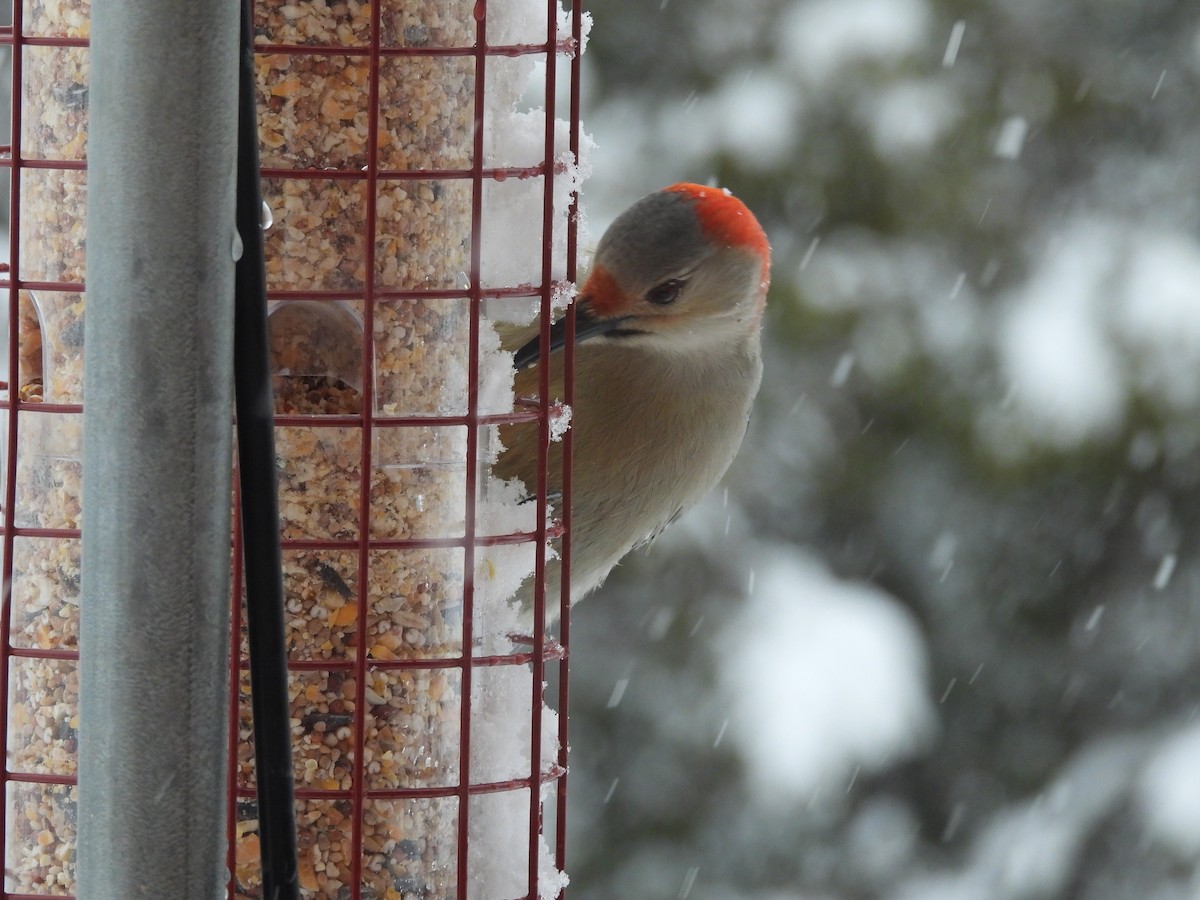 Carpintero de Carolina - ML646753057
