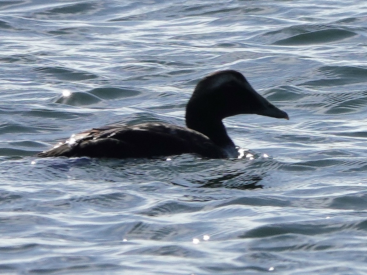 Eiderente - ML646753058